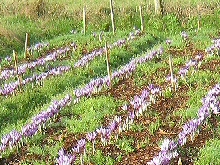 Ceuillette des crocus