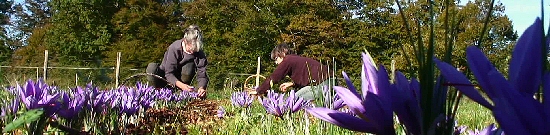 Ceuillette des crocus