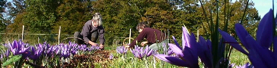 Ceuillette des crocus